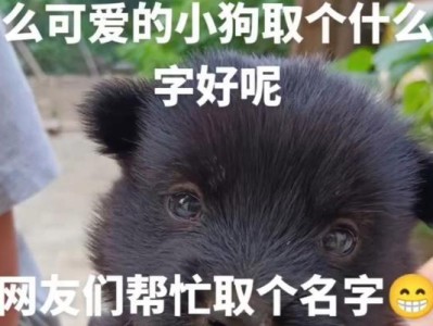 小狗喜欢的名字与个性特点（如何选择适合小狗的名字？）