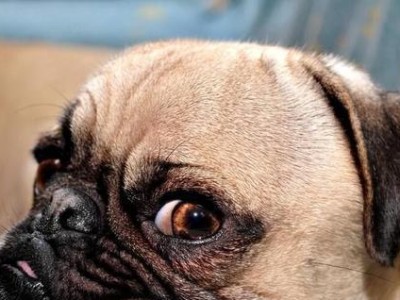 以巴哥犬的禁食之道（宠物主人必读，关于八哥犬饮食的禁忌）