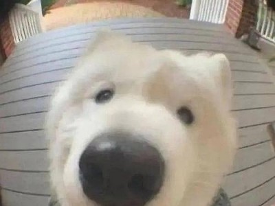 萨摩为什么被认为很傻？（探索萨摩智商低下的原因及背后的科学解释）