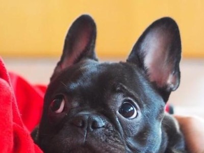 法国斗牛犬（一只法国斗牛犬的价格、饲养和健康护理）