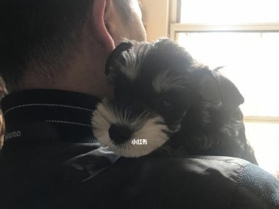 雪纳瑞幼犬的喂养指南（从宠物到家人，关爱一只幼小的生命）