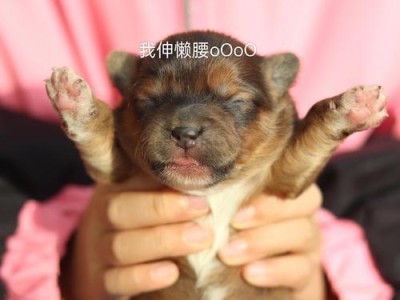 狗狗坐月子（狗狗坐月子的注意事项及照顾方法）
