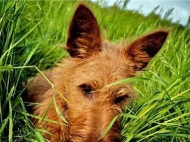 爱尔兰梗犬的性格特征（了解这个温暖、聪明、忠诚的小伙伴）