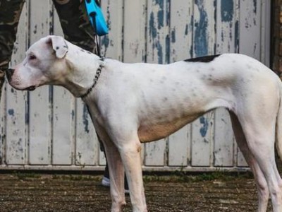 比特犬价格行情及选购方法（了解比特犬价格趋势，正确选择爱宠）