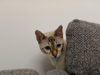 小猫的惊人技能（探索小猫的智慧，发现它们的超能力）