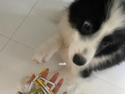 边牧的健康与微量元素（探索微量元素在边牧饲养中的重要性及补充方法）
