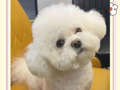 比熊犬的饲养方法与饮食规划（了解比熊犬的饮食需求，打造健康成长环境）