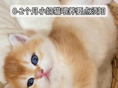 小奶猫一个月吃什么？（详解小奶猫一个月饮食的要点和注意事项）
