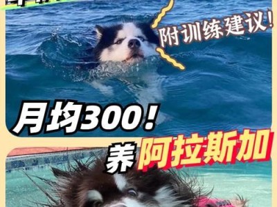如何合理饲养阿拉斯加？（科学饲养让阿拉斯加健康成长）