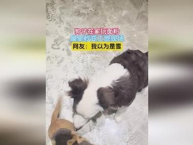 狗的最佳玩伴（与狗为友的动物有哪些？以及他们是如何与狗玩耍的？）