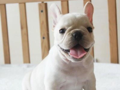 如何照顾患感冒的法国斗牛犬（一份关于宠物健康的指南）