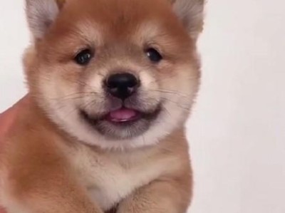如何应对幼犬拉肚子（让你的宠物健康起来！）