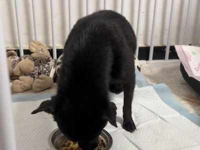狗狗产后拒食如何处理？（小狗刚出生后为什么不吃东西？以及如何解决这个问题。）
