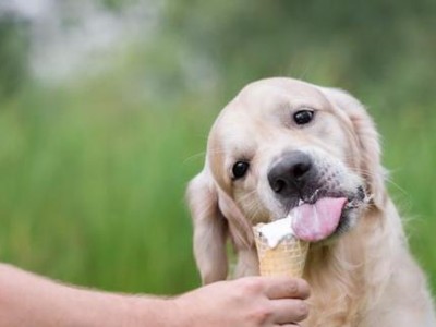 狗狗误食危害健康的物品怎么办（应急措施教你拯救爱宠）