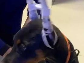 宠物杜宾犬身上长红点点怎么办？（宠物健康保障与日常护理）