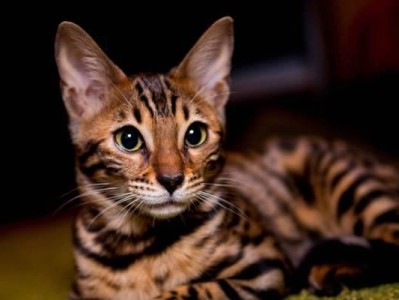 猫咪为何开始吐毛？（探秘猫咪吐毛的原因与解决办法）