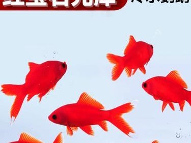 养鹦鹉鱼的工具与技巧（打造舒适的鹦鹉鱼家园，提升鱼儿生活质量）