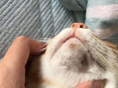 猫下巴上的小黑点是什么？（了解猫下巴上的黑点形成的原因及解决方法）