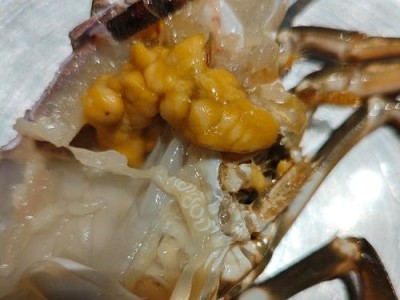 寄生虫的食物来源及影响（探究寄生虫的饮食习性及其对宿主的影响）
