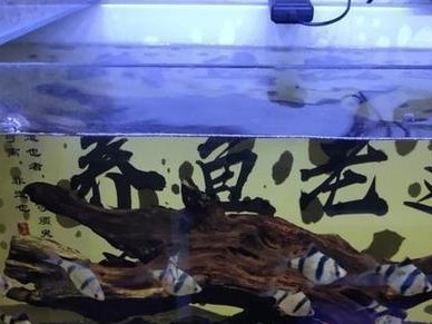 银曼龙饲养全攻略（打造专属宠物天堂，从照料、喂食到健康护理全面解析）