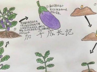 五彩青蛙的饲养方法（打造五彩缤纷的宠物世界，宠物爱好者必看）