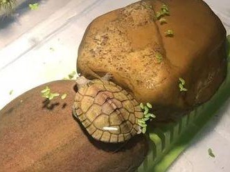 软壳龟的饲养方法（宠物养殖，让你爱上软壳龟）
