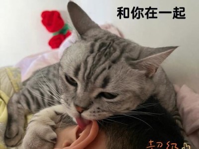如何养护一只健康的美国短毛猫（照顾好你的美短，让它健康快乐地成长）