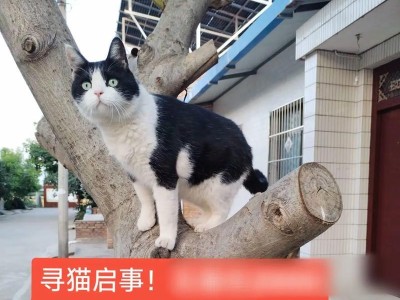 养猫之道