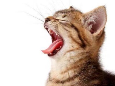 猫咪发烧症状的判断方法（如何辨别宠物猫是否患烧症？）