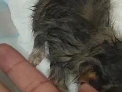 探究猫咪皮毛变粗糙的原因（了解猫咪皮毛变粗糙的影响和解决方法）