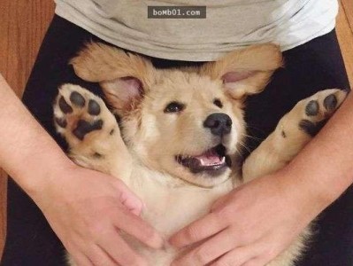 如何饲养黄金猎犬（以宠物为主，让你的宠物成为你的忠实伙伴）