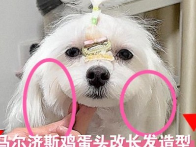 全面了解狗狗的正常美容需求（掌握狗狗美容的关键步骤和技巧）