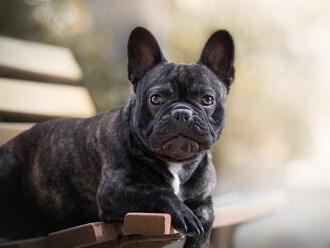 了解法国斗牛犬（探索纯种法国斗牛犬的独特特征和正确饲养方法）