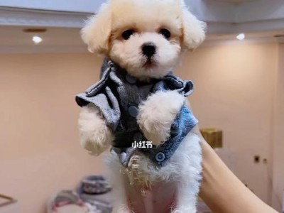 泰迪为什么那么乖？（探索泰迪独特的品质和训练秘诀）