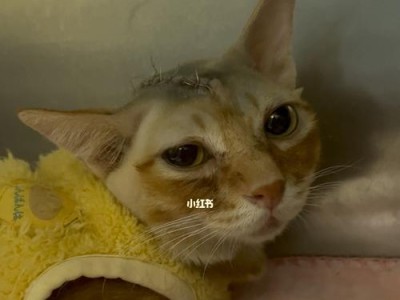 猫咪肺部积水的处理方法（宠物猫肺部积水的原因和治疗技巧）
