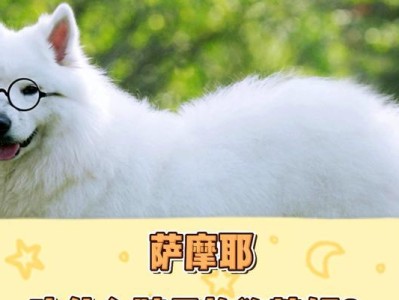 萨摩耶拉稀的原因及如何预防和处理