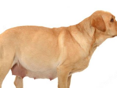 拉布拉多犬的怀孕周期及确定时间（揭秘拉布拉多犬的繁殖周期和孕期识别方法）