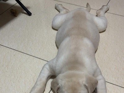 拉布拉多二个月幼犬的主食选择（健康成长需要科学饮食）