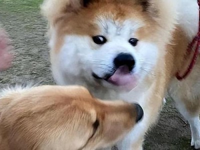 养秋田犬的注意事项（初次养秋田犬，必须知道的15个关键要点）