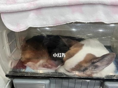 狗狗胃扭转，及时救治拯救生命！（宠物主人必读，胃扭转早期症状与应急处理全解析！）