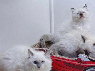 新加坡猫的饲养方法（宠物养殖必知，了解新加坡猫的饲养秘籍）