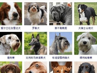 大瑞士山地犬的饲养方法（了解这些，让你的大瑞士山地犬健康成长）