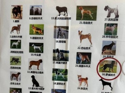 秋田犬饲养人数逐渐减少的原因（探究秋田犬的缺点及其影响）