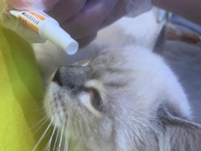 为宠物猫驱虫，从肚子开始（体外驱虫是解决猫咪肚子问题的关键，保护您的宠物健康）