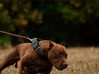 如何训练比特犬的力量？（打造强壮的比特犬，让它们成为您最好的宠物。）