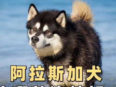 成犬阿拉斯加的饮食需注意的事项（合理控制狗粮摄入量，关注健康饮食）
