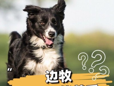 边境牧羊犬健康食物指南（宠物狗的健康重要性与饮食要求）