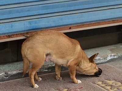 以吃母狗肉的好处（探讨母狗肉的营养价值及健康益处）