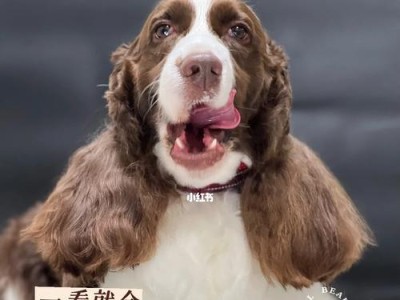为什么养史宾格是最好的选择（探究史宾格犬的优势与特点）
