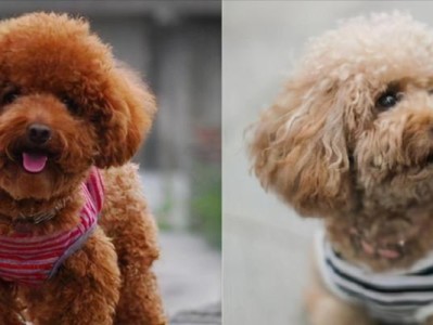 冬季贵宾犬毛发护理的正确方法（关注细节，让宠物更健康）